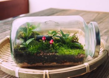 How to make an eternal terrarium step by step