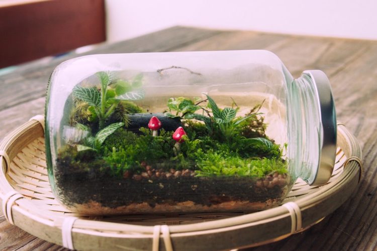 How to make an eternal terrarium step by step