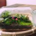 How to make an eternal terrarium step by step