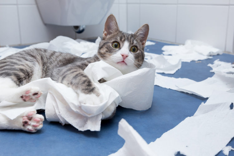 How to make cat toys with toilet paper rolls
