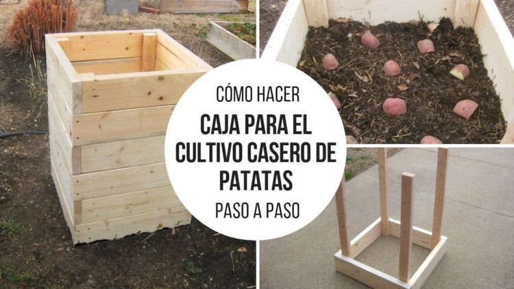 How to make a box for home-grown potatoes