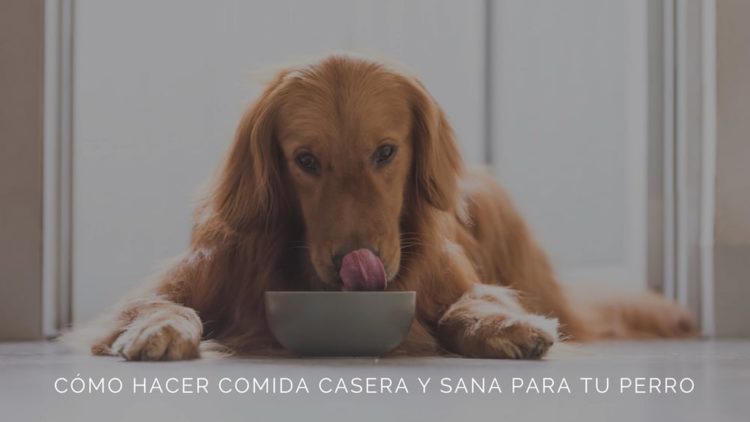 Homemade and healthy food for your dog, why and how to prepare it