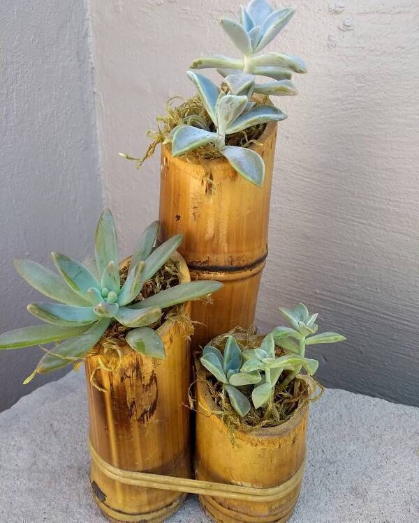 Grow succulents in pots created from bamboo crafts