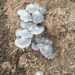 gray mushrooms growing in garden