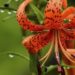 tiger lily vs day lily