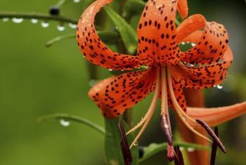 tiger lily vs day lily