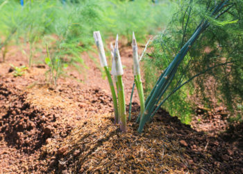 best fertilizer for asparagus
