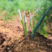 best fertilizer for asparagus
