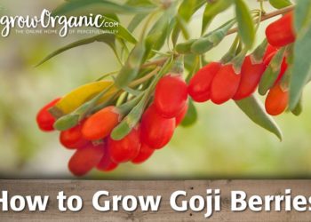 where do goji berries grow