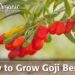 where do goji berries grow