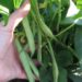 growing kidney beans indoors