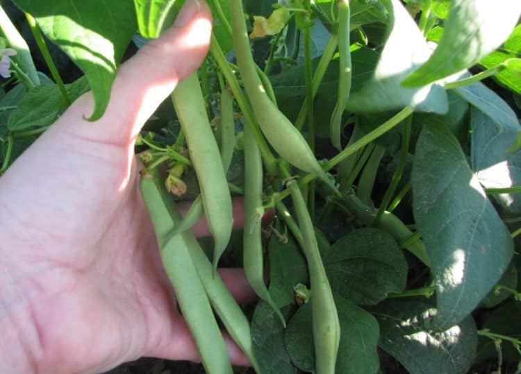 growing kidney beans indoors
