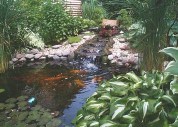 how to maintain a koi pond