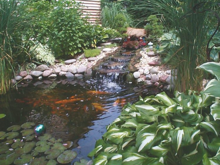 how to maintain a koi pond