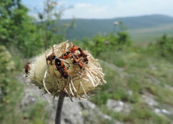 how to get rid of wheat bugs