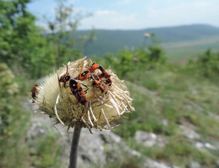 how to get rid of wheat bugs