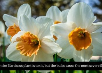 are paperwhite narcissus poisonous to cats