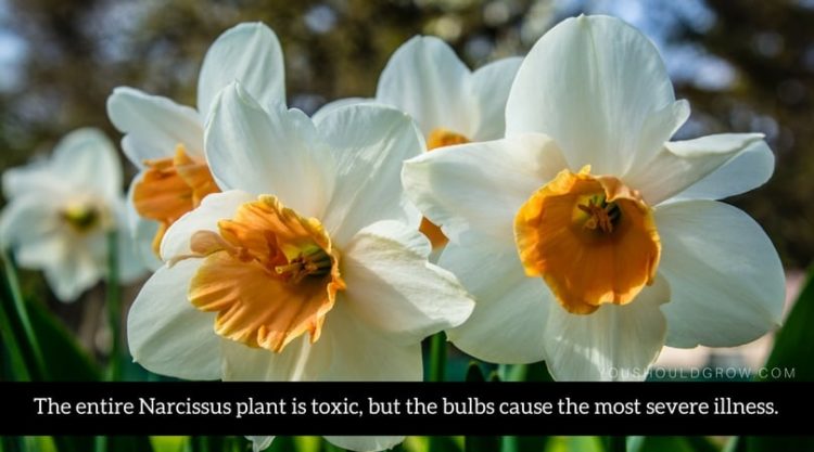 are paperwhite narcissus poisonous to cats