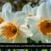 are paperwhite narcissus poisonous to cats