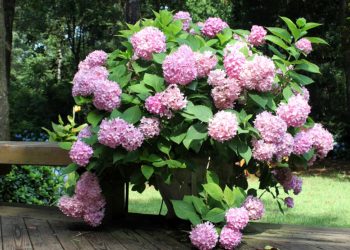 can hydrangeas be divided