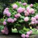 can hydrangeas be divided