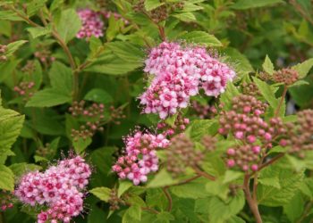 little princess spirea planting instructions