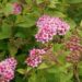 little princess spirea planting instructions
