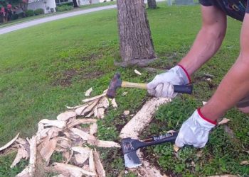 What is the best tool for cutting tree roots?