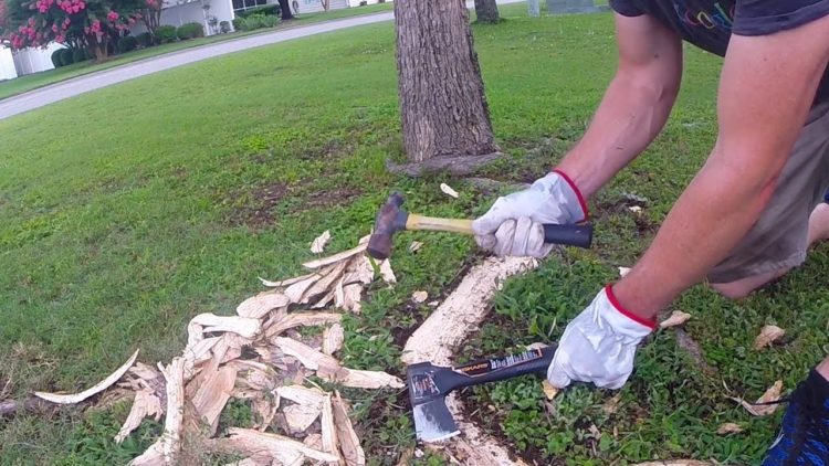 What is the best tool for cutting tree roots?
