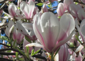pruning tulip magnolia trees