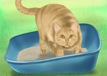 how to get a cat to toilet outside