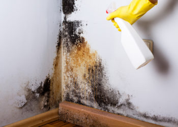 What is the best product to remove black mold?