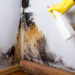 What is the best product to remove black mold?