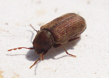 Does wd40 kill woodworm?