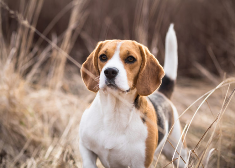 what size crate for beagle puppy