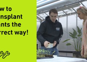 transplanting from rockwool to soil