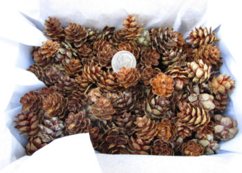 hemlock pine cones