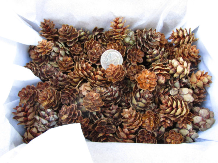 hemlock pine cones