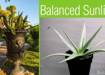 aloe vera sunlight