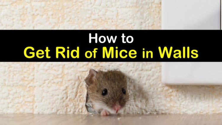 How do I get rid of mice in my heating ducts?
