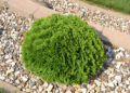 how tall does a dwarf arborvitae get