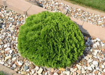 how tall does a dwarf arborvitae get