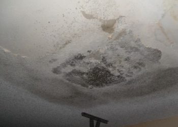 black mold health hazards