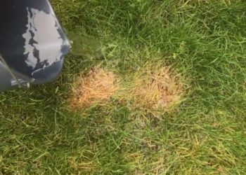 best way to fix burnt grass