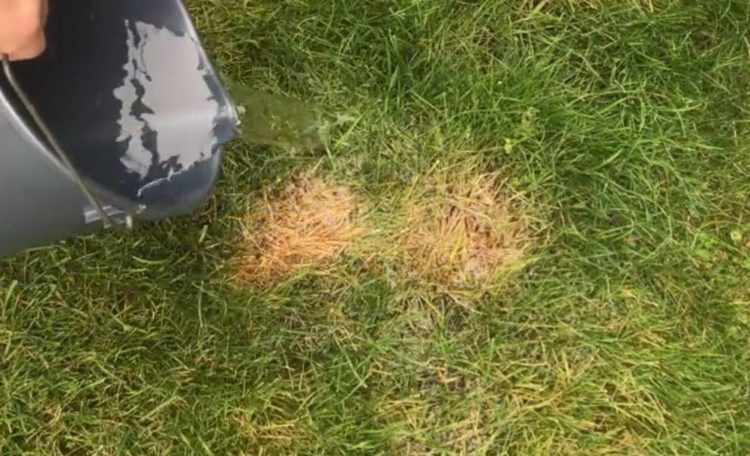 best way to fix burnt grass
