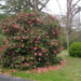 when to prune a camellia tree