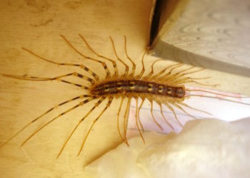 how to get rid of centipedes in drains