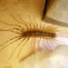 how to get rid of centipedes in drains