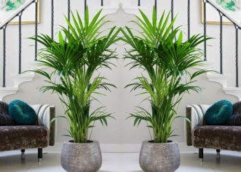 tall indoor plants low light australia