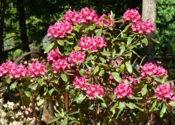 How do I care for a potted rhododendron?